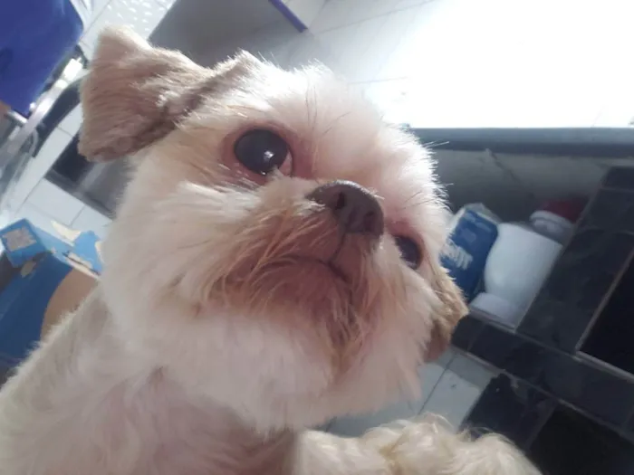 Cachorro raça Shih-tzu idade 2 anos nome Maike