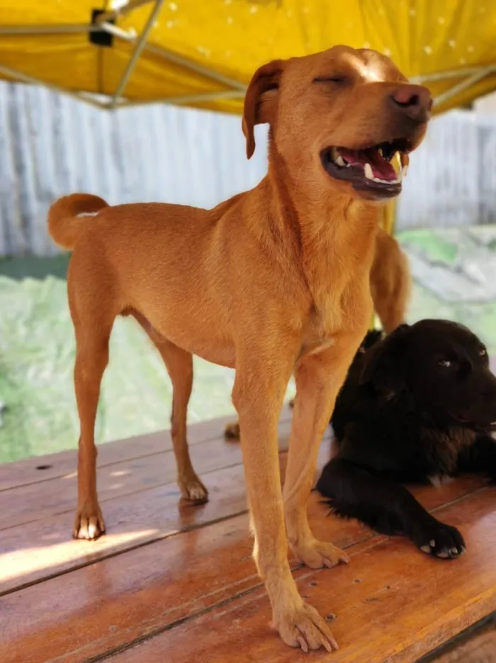 Cachorro ra a Srd idade 1 ano nome Caramelo 