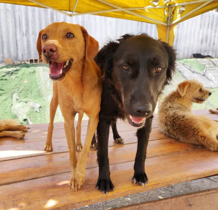 Cachorro ra a Srd idade 1 ano nome Caramelo 