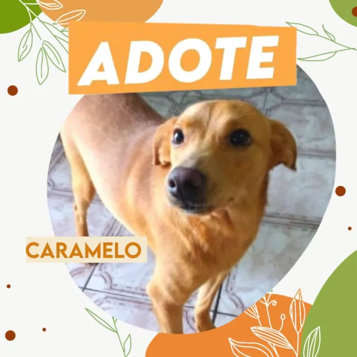 Cachorro ra a Srd idade 1 ano nome Caramelo 