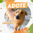 Caramelo