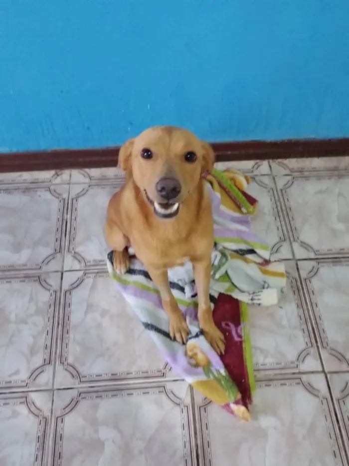 Cachorro ra a Srd idade 1 ano nome Caramelo 