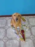 Caramelo