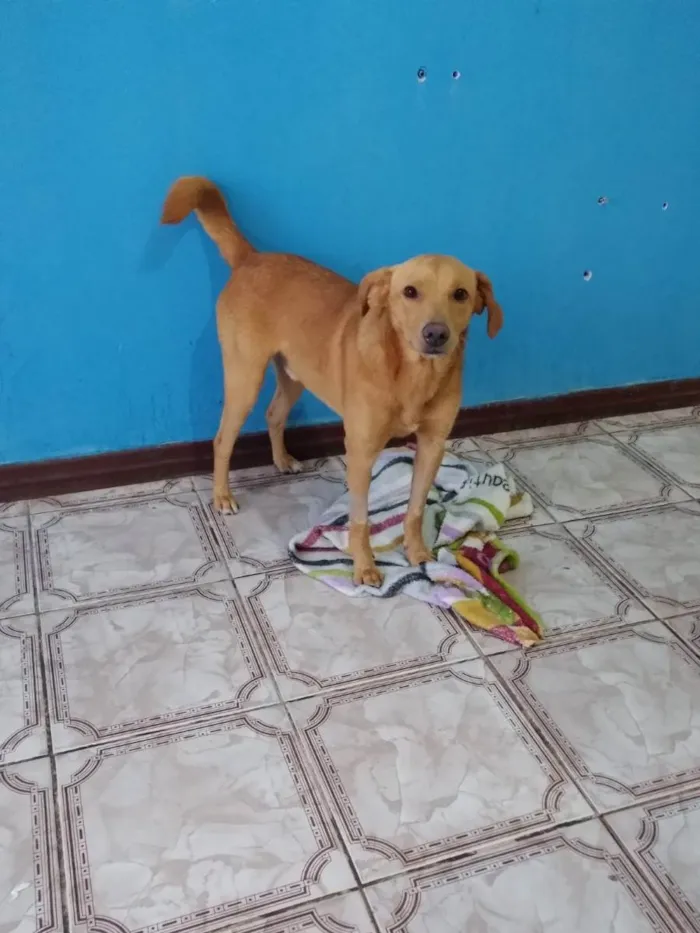 Cachorro ra a Srd idade 1 ano nome Caramelo 