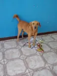 Caramelo