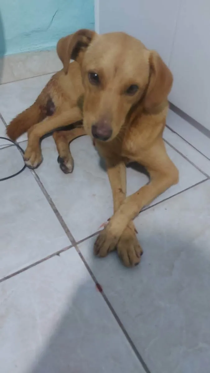 Cachorro ra a Srd idade 1 ano nome Caramelo 