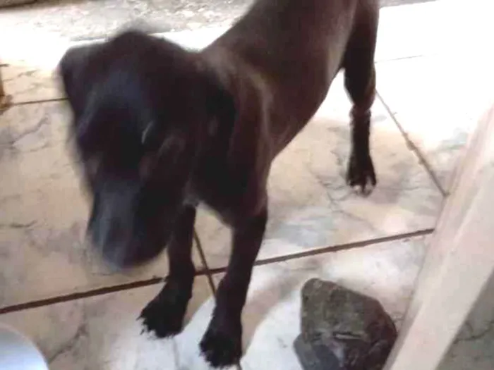 Cachorro ra a Desconhecido  idade 2 a 6 meses nome Pretinha