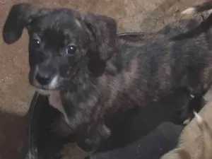 Cachorro raça N\D idade 2 a 6 meses nome Bella