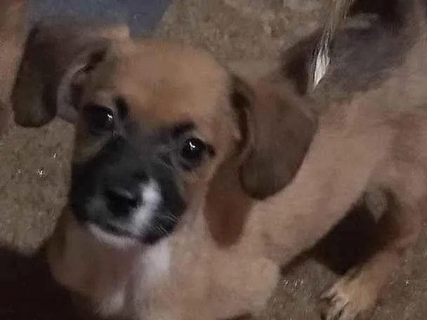 Cachorro ra a N\D idade 2 a 6 meses nome Lady