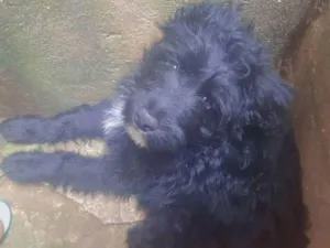 Cachorro raça Lhasa misturado  idade 2 a 6 meses nome Pipoca