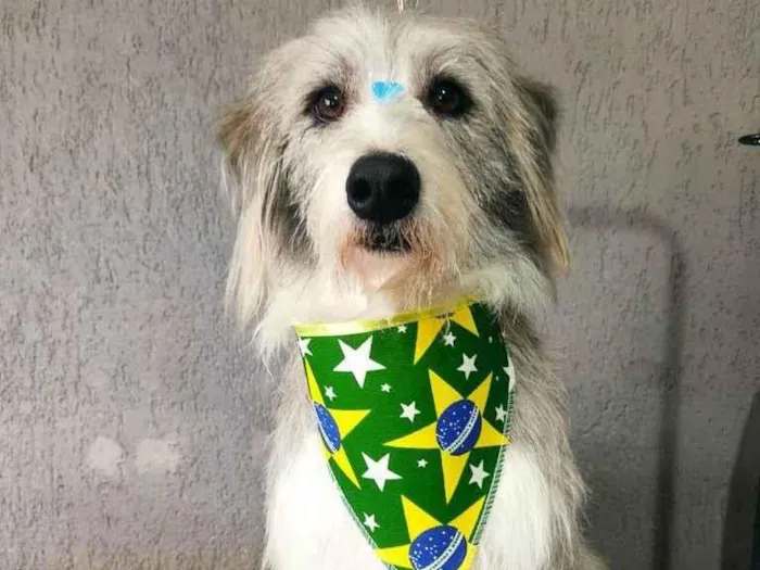 Cachorro ra a SRD idade 2 anos nome Scott