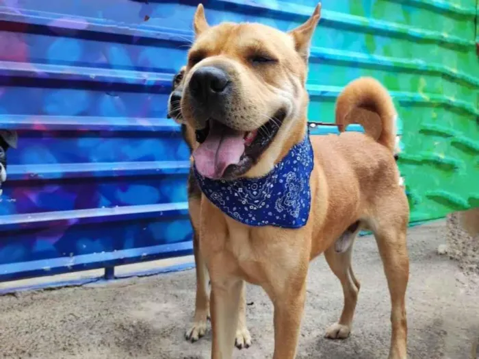 Cachorro ra a Sharpei (mestico) idade 2 anos nome Lion