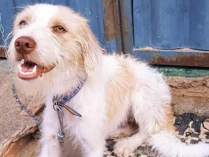 Cachorro ra a Peludinha idade 1 ano nome Luna