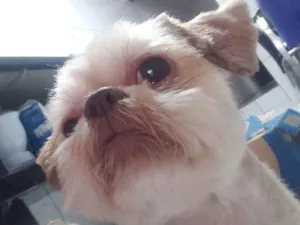 Cachorro raça Shih-tzu idade 2 anos nome Maike