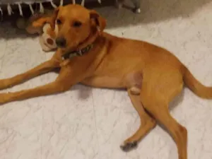 Cachorro raça Srd idade 1 ano nome Caramelo 