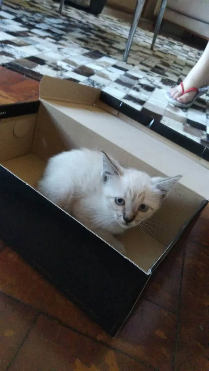 Gato ra a  idade Abaixo de 2 meses nome gatinha