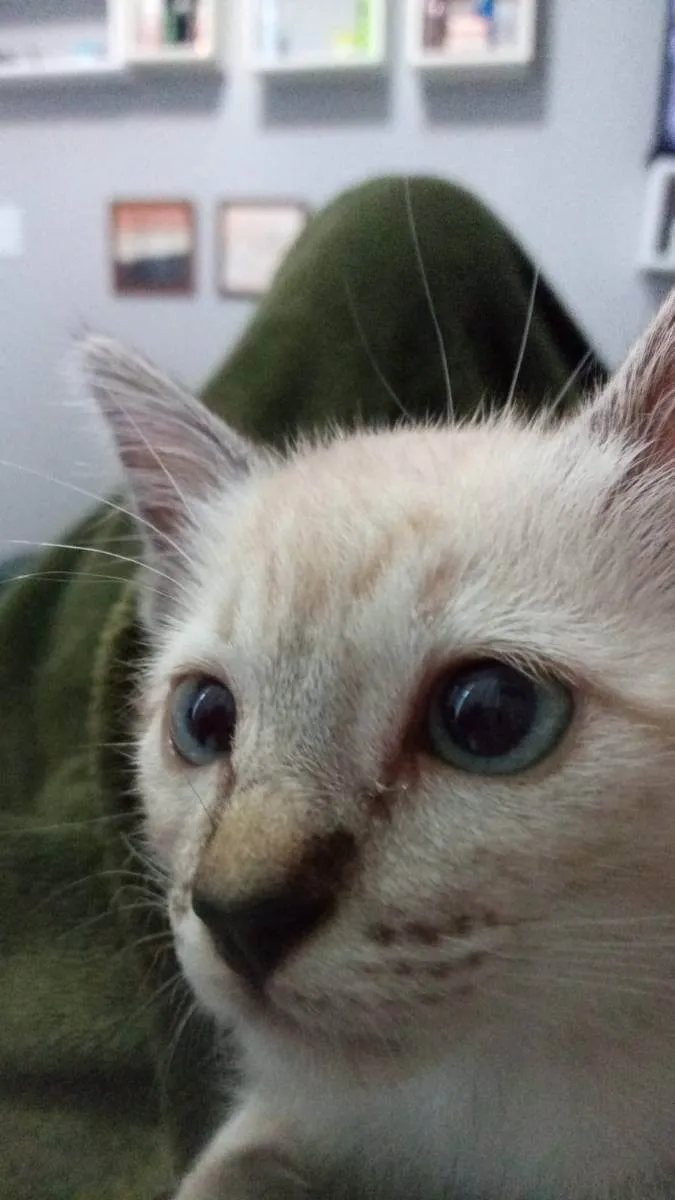 Gato ra a  idade Abaixo de 2 meses nome gatinha