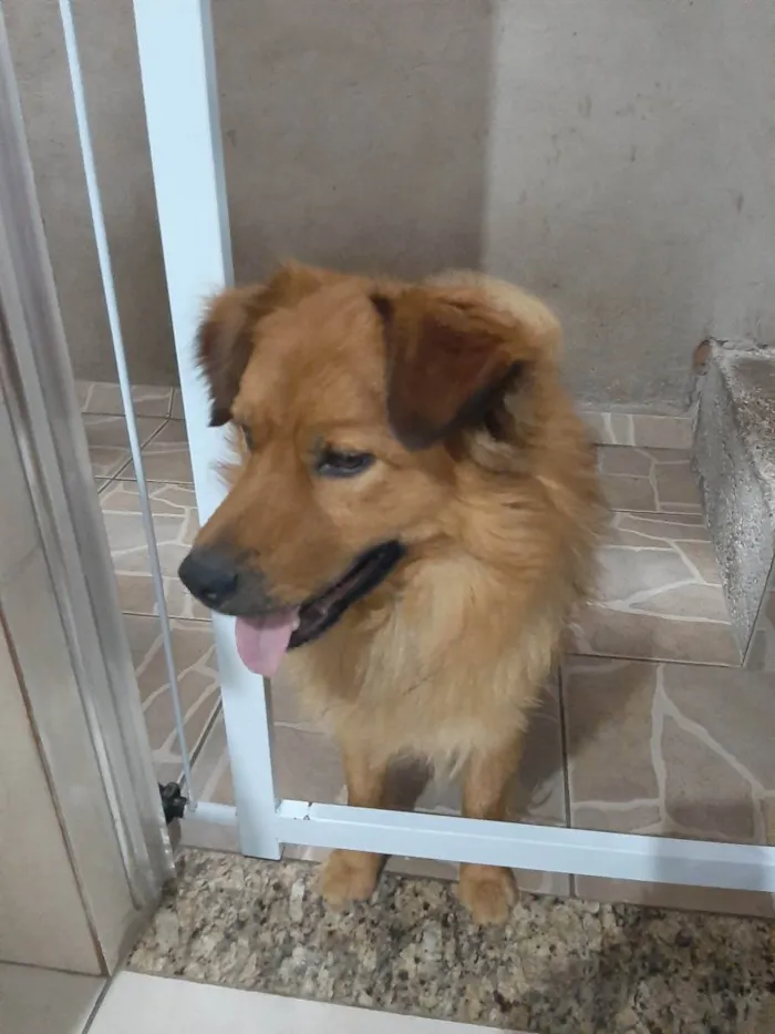 Cachorro ra a  idade 2 anos nome Salomão 