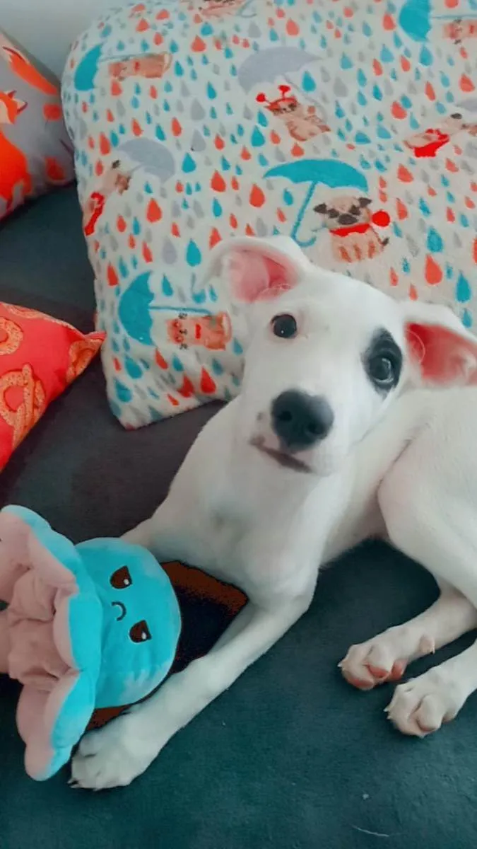 Cachorro raça SRD idade 2 a 6 meses nome Maya