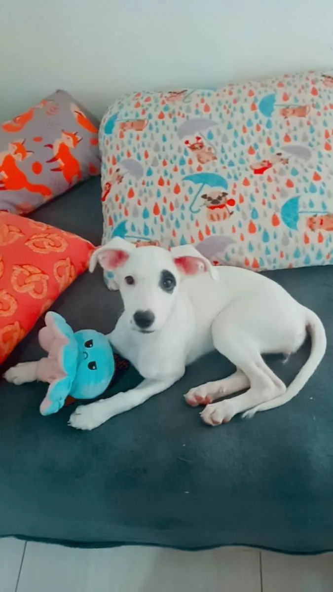 Cachorro raça SRD idade 2 a 6 meses nome Maya