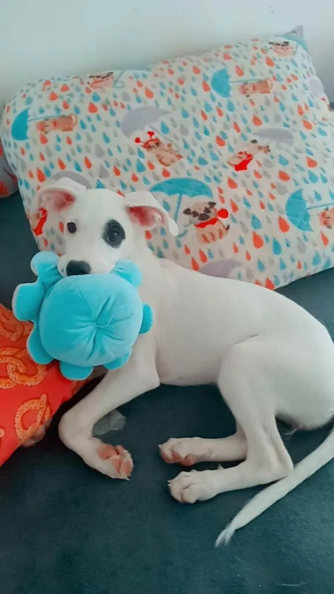 Cachorro raça SRD idade 2 a 6 meses nome Maya