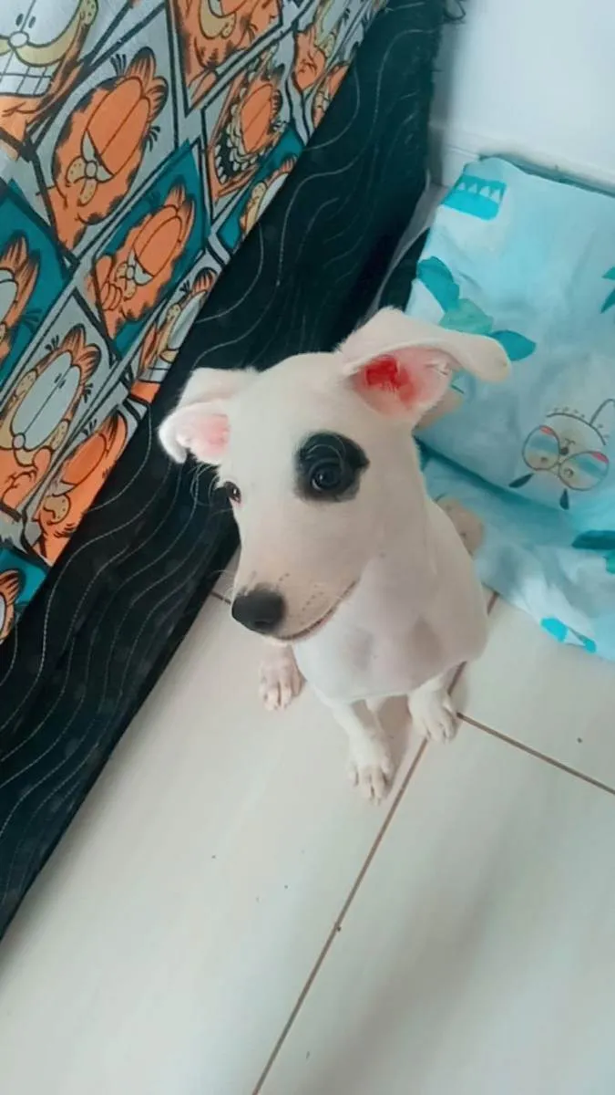 Cachorro raça SRD idade 2 a 6 meses nome Maya