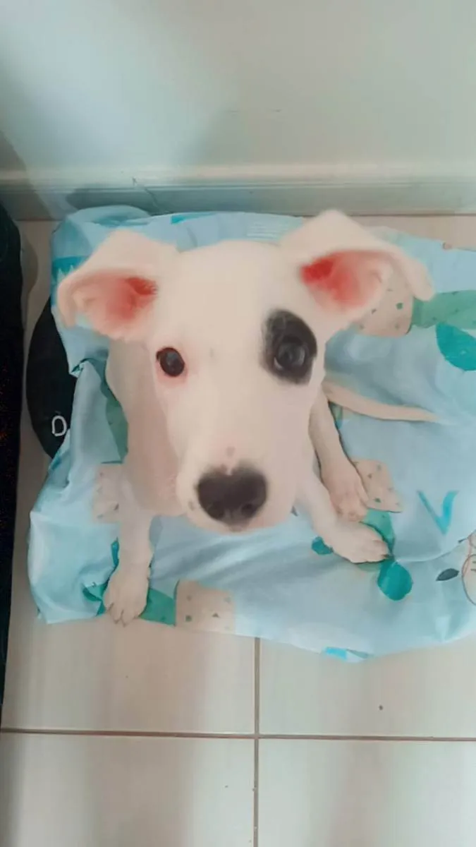 Cachorro raça SRD idade 2 a 6 meses nome Maya