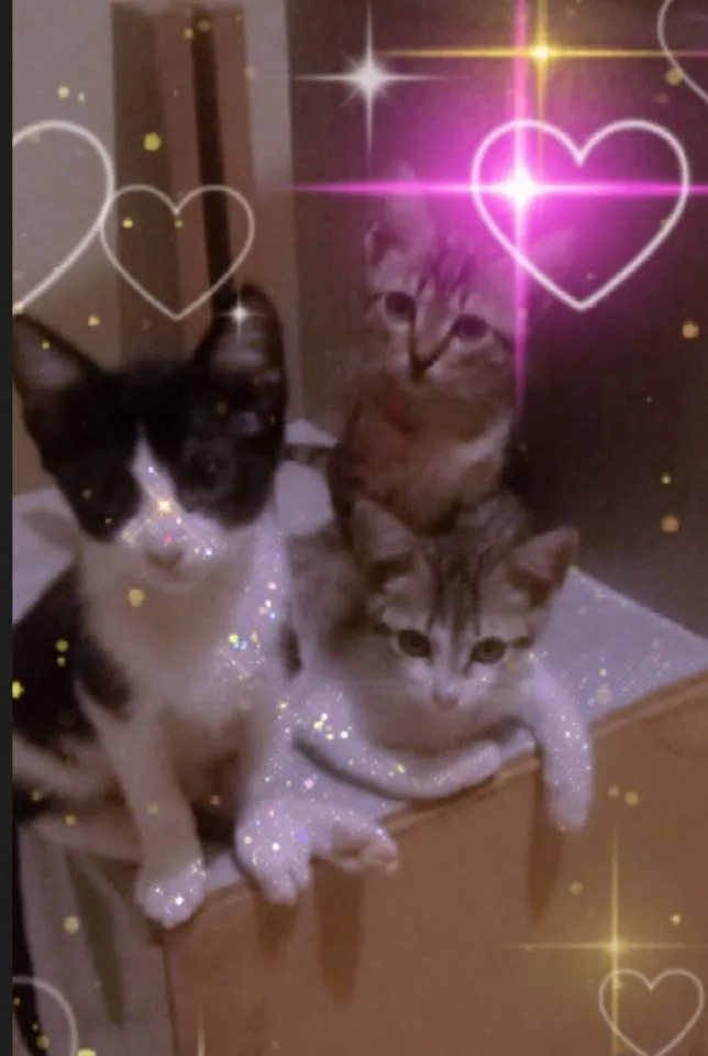 Gato ra a Não tenho idade 2 a 6 meses nome Escolha Meu Nome ??