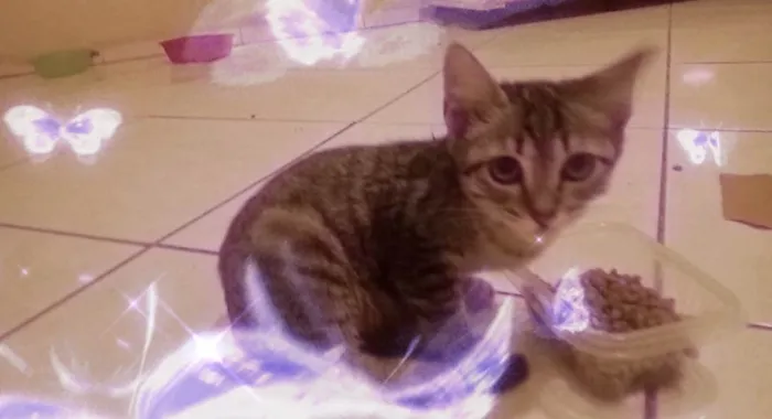 Gato ra a Não tenho idade 2 a 6 meses nome Escolha Meu Nome ??