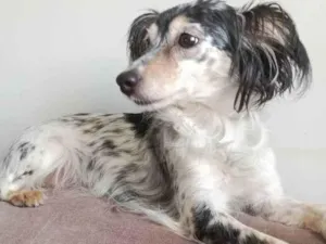 Cachorro raça SRD idade 5 anos nome Lilica