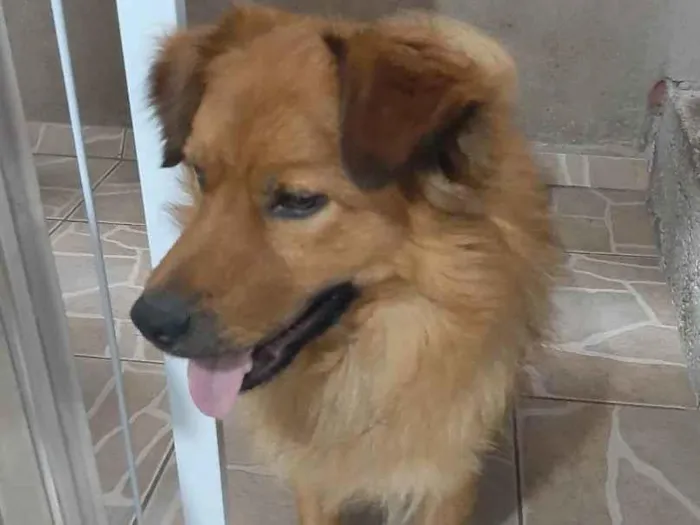 Cachorro ra a  idade 2 anos nome Salomão 