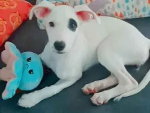 Cachorro raça SRD idade 2 a 6 meses nome Maya