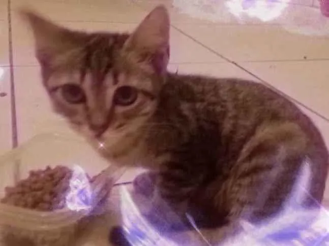 Gato ra a Não tenho idade 2 a 6 meses nome Escolha Meu Nome ??