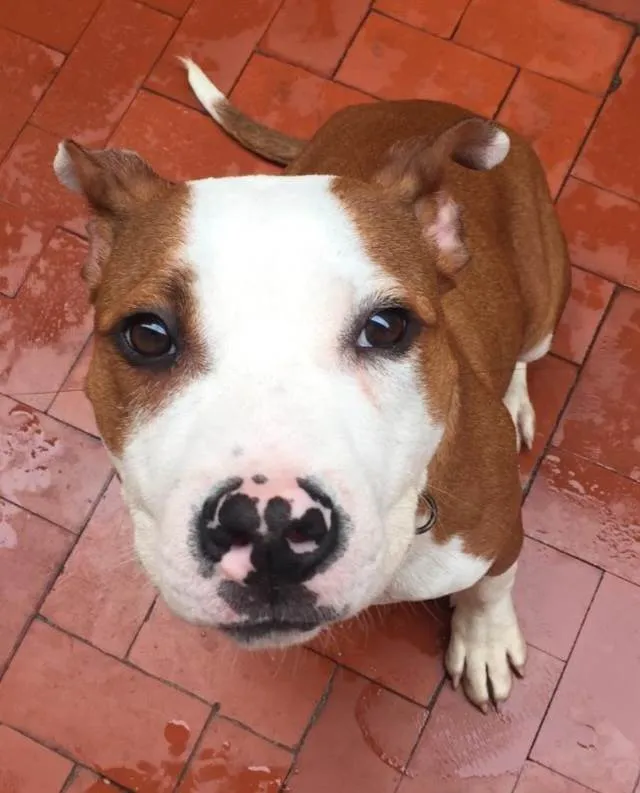 Cachorro raça Mestiço A. Staffordshire idade 7 a 11 meses nome Akin