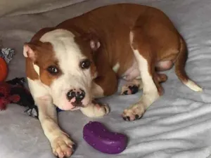 Cachorro raça Mestiço A. Staffordshire idade 7 a 11 meses nome Akin