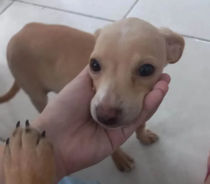 Cachorro ra a SRD idade 2 a 6 meses nome Baunilha