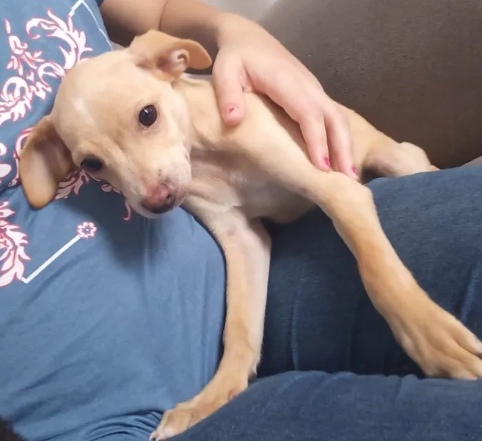 Cachorro ra a SRD idade 2 a 6 meses nome Baunilha