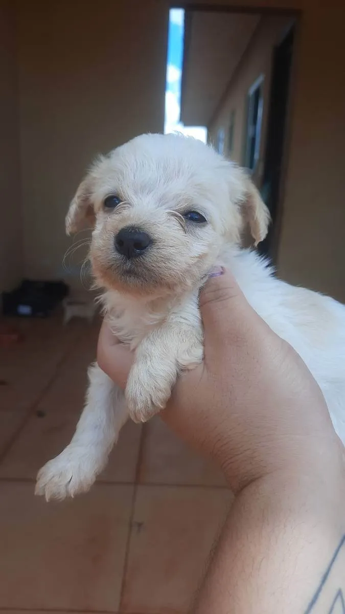 Cachorro ra a Pudlee misturado idade 2 a 6 meses nome Belinha 