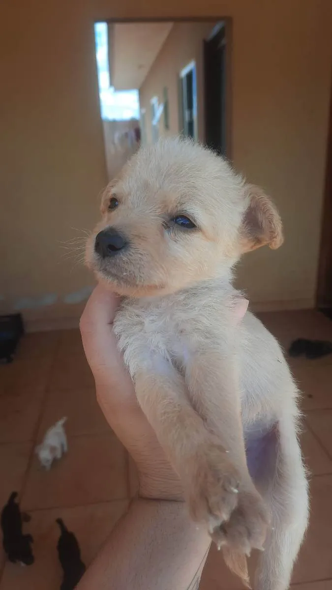 Cachorro ra a Pudlee misturado idade 2 a 6 meses nome Belinha 