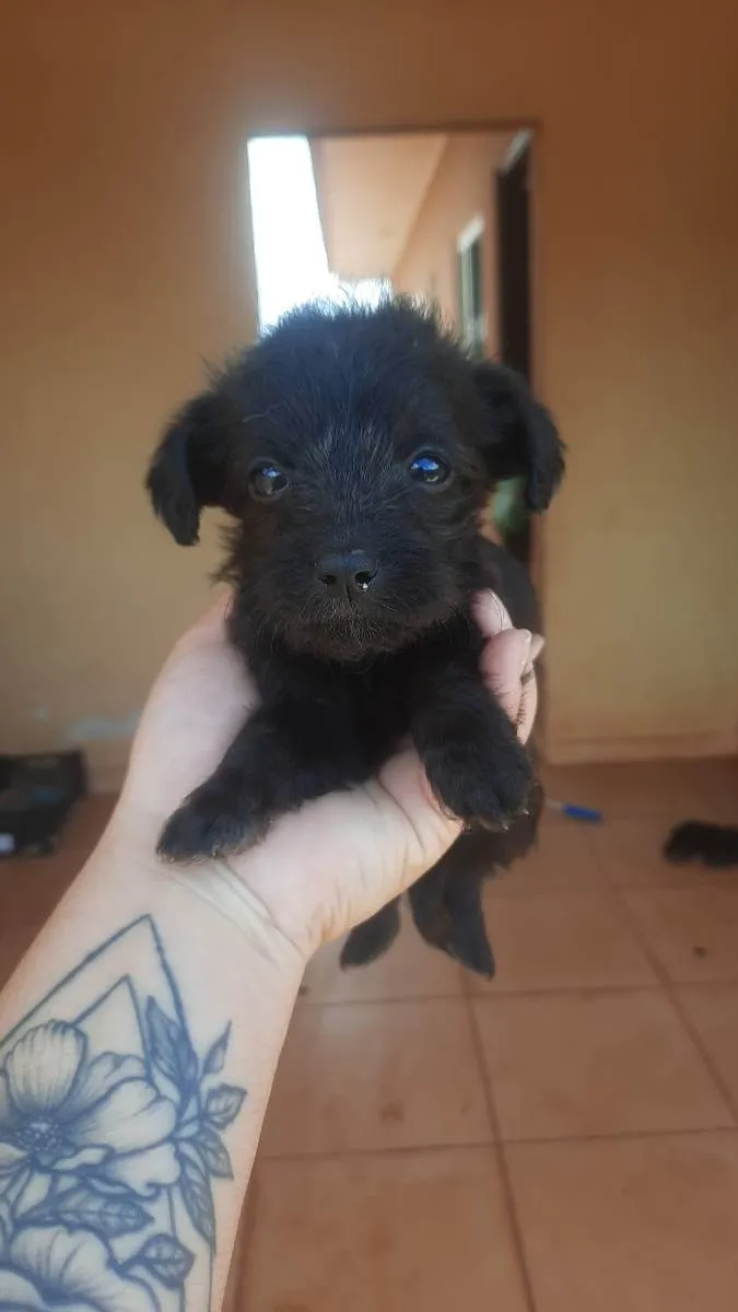 Cachorro ra a Pudlee misturado idade 2 a 6 meses nome Belinha 