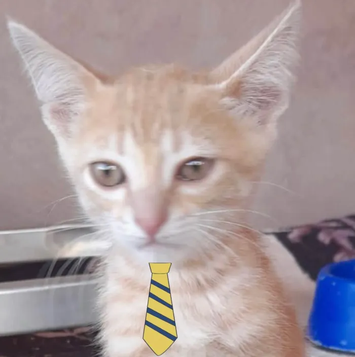 Gato ra a Mestiço  idade 2 a 6 meses nome Tody 