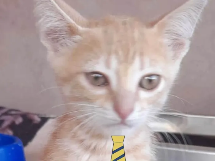 Gato ra a Mestiço  idade 2 a 6 meses nome Tody 