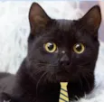 Tom 