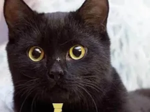 Gato raça Mestiço  idade 1 ano nome Tom 