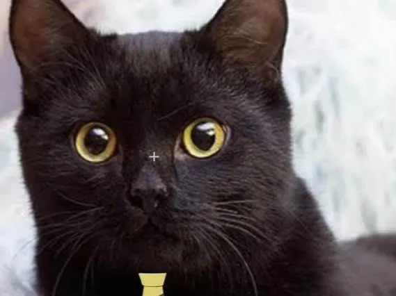 Gato ra a Mestiço  idade 1 ano nome Tom 