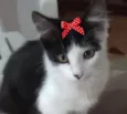 Mika 