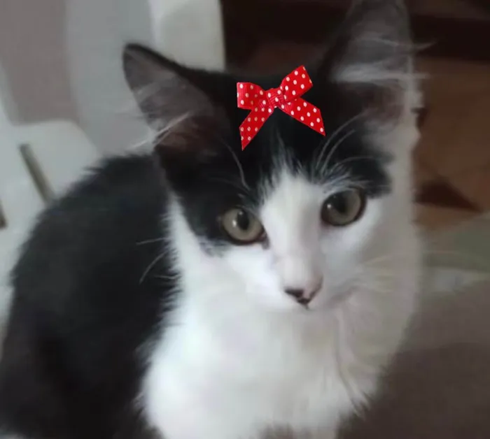 Gato ra a Mestiça  idade 2 a 6 meses nome Mika 