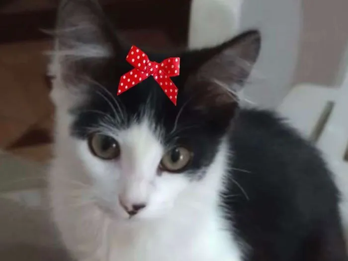 Gato ra a Mestiça  idade 2 a 6 meses nome Mika 