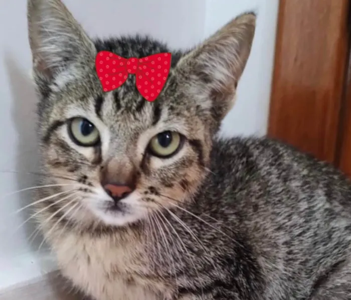 Gato ra a Mestiça  idade 2 a 6 meses nome Julie 