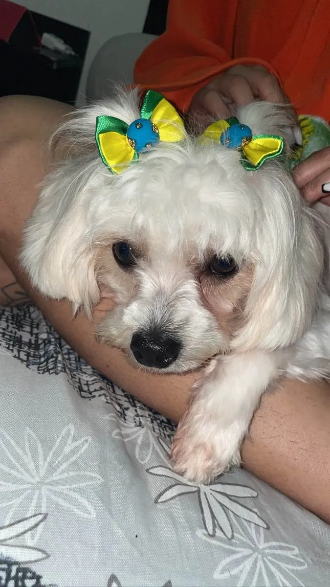 Cachorro ra a Shih-tzu  idade 1 ano nome Kiara